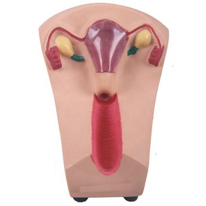 Modelo de Entrenamiento para la Colocación de Contraceptivos Intrauterinos en Mujeres - Product Image 1
