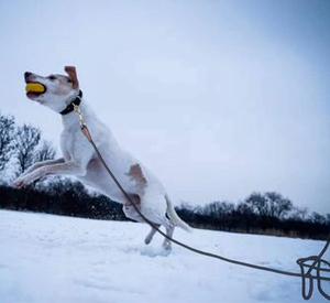 Correa para Perros Nibao, Correa de Nailon Resistente de 8/10/15/20/30 Pies para Perros Medianos y Grandes, para Jugar, Acampar, Patio Trasero - Product Image 6