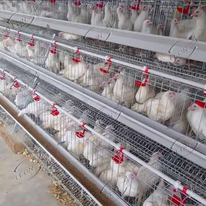 High Quality Galvanized A Type Laying Hens Battery Cages Sell In Algeria