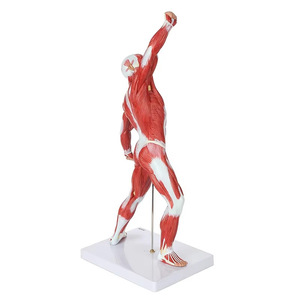 Modelo de Anatomía Muscular Superficial Humana de <span class=keywords><strong>Cuerpo</strong></span> Completo de 50 cm para Entrenamiento en Escuelas y Hospitales - Product Image 4