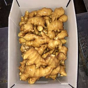 Harga grosir jahe kuning Tiongkok jahe segar Crop baru 2025 - Product Image 2