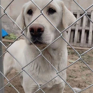 8ft Chuỗi liên kết hàng rào cho quốc phòng hộ gia đình loại màu đen Chuỗi liên kết hàng rào Net cho vườn lĩnh vực trang trại động vật - Product Image 3