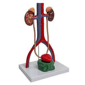 Modelo del Sistema Genitourinario, Molde Anatómico de Riñón para la Enseñanza Tridimensional de la Estructura Vesicoureteral - Product Image 1