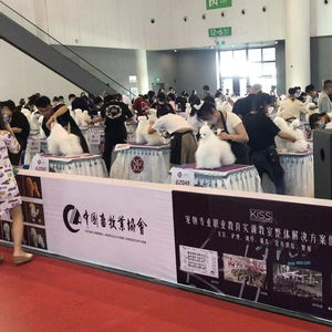 Maniquí de <span class=keywords><strong>caniche</strong></span> de perro de plástico de cuerpo completo <span class=keywords><strong>para</strong></span> exhibición escolar de mascotas y práctica de aseo juguete educativo modelo de perro - Product Image 3