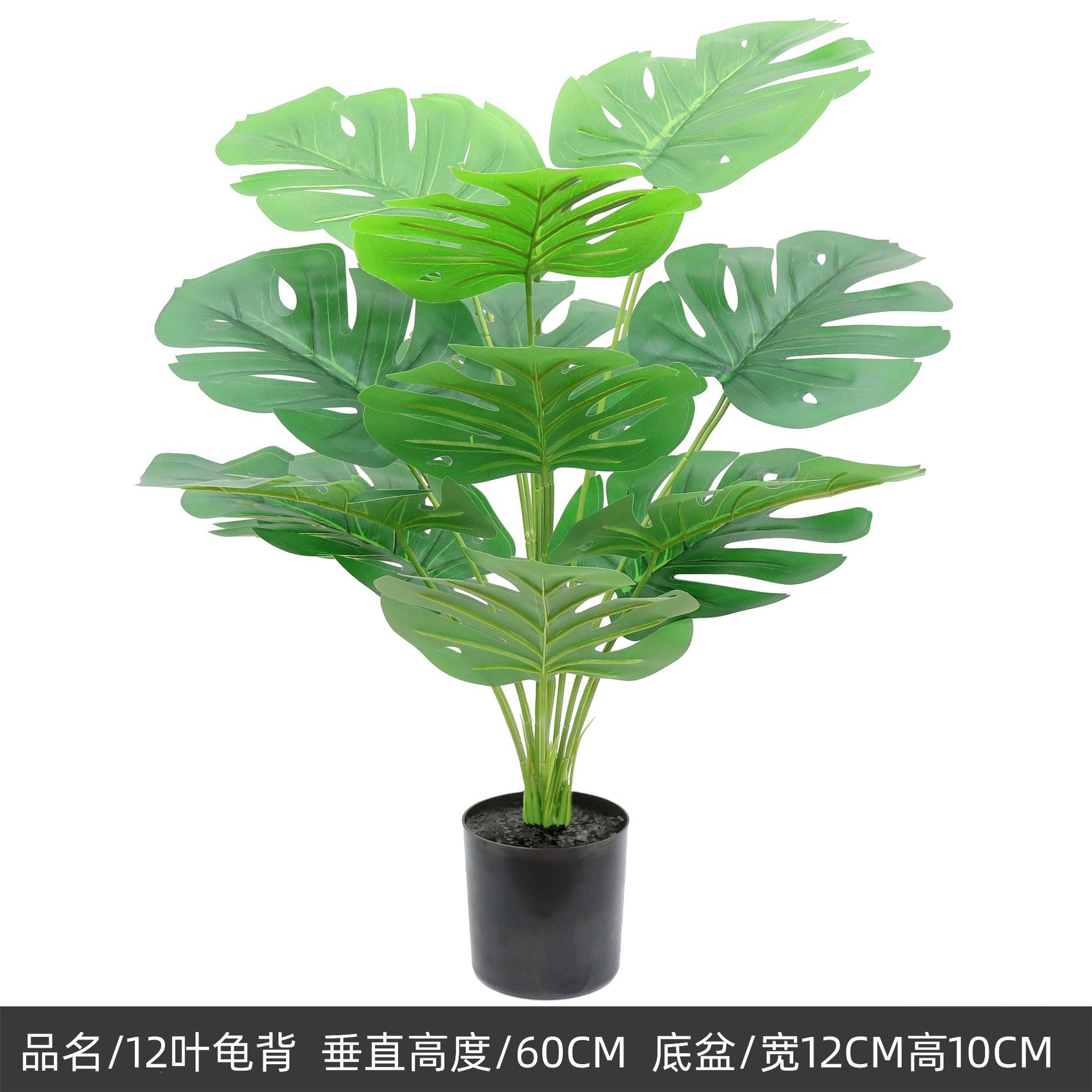 Petit dos de tortue 60cm-12 feuilles