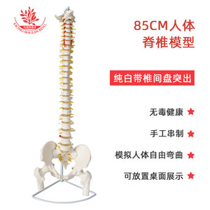 Modelo de estructura de columna vertebral humana para enseñanza y demostración, modelo médico flexible de 45cm-85cm - Product Image 5
