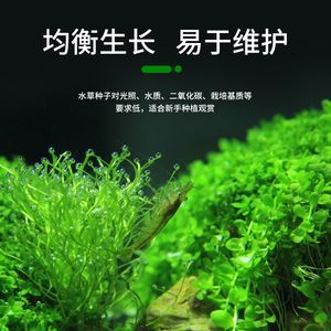 YEE Usine En Gros Plantes Aquatiques Fish Tank Aménagement Paysager Décoratif Aquarium Vivant Plantes Aquatiques Fraîches Graines - Product Image 5