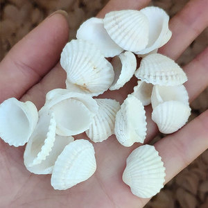 Piccole Conchiglie Naturali Bianche di Capasanta, Conchiglie Naturali Bianche di Vongola Marina, Accessori per Acquario per Decorazioni Artigianali - Product Image 1