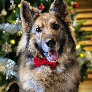 Pajarita Ajustable para Perro con <span class=keywords><strong>Velcro</strong></span>, Pajarita Grande para Perros Grandes, para Fiestas y Decoración Diaria - Product Image 1