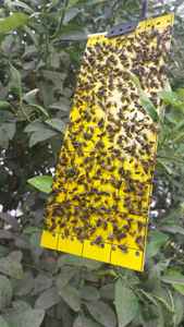 แผ่นกาวดักแมลงสำหรับสวนเกษตร ป้องกันรังสียูวี ใช้ได้ทุกฤดู ขนาด 24x10 ซม. ใช้แล้วทิ้ง ดักจับแมลงเม่า <span class=keywords><strong>แมงมุม</strong></span> - Product Image 4