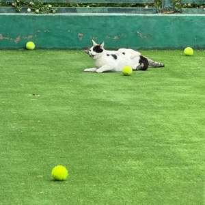 <span class=keywords><strong>Gazon</strong></span> de bricolage meilleure vente tapis <span class=keywords><strong>gazon</strong></span> <span class=keywords><strong>synthétique</strong></span> personnalisé court de tennis <span class=keywords><strong>gazon</strong></span> artificiel rose pour terrain de tennis de padel - Product Image 4