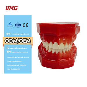 Bambini di età compresa tra 9 e 12 anni decidui sostituzione dei denti insegnamento dentale modello di sviluppo denturale C - Product Image 2