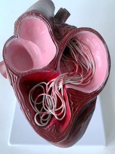 Modelo de anatomía visceral Animal para enseñar a perros, <span class=keywords><strong>Dirofilaria</strong></span> visceral patológica Immitis, modelo anatómico de corazón de perro - Product Image 4