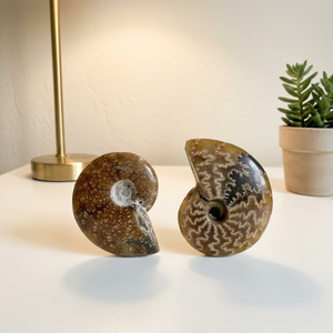 Vente en gros de spécimens d'ammonites naturelles de haute qualité, cristaux de guérison, <span class=keywords><strong>pierres</strong></span> précieuses en quartz pour cadeaux <span class=keywords><strong>minéraux</strong></span> - Product Image 2