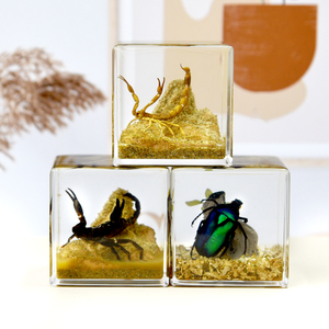 Cubo di Resina con Scorpione Dorato Vero, Insetto Conservato per Uso Educativo e Decorativo e Regalo per Amici - Product Image 1