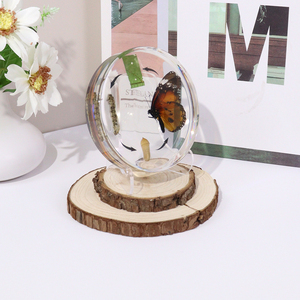 Hot Bán Nhựa Trong Suốt Động Vật Côn Trùng Cuộc Sống Chu Kỳ của Bướm Mẫu Giáo Dục Đồ Chơi Cho Nhà Học Tập - Product Image 2