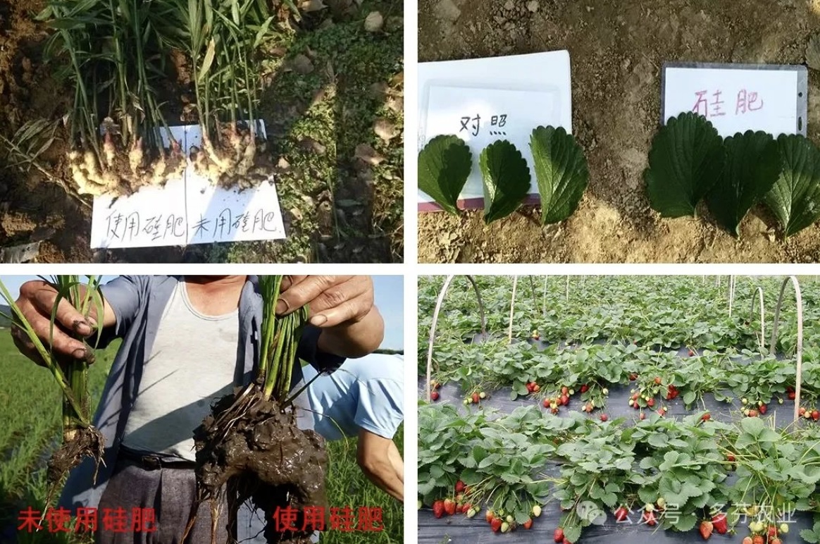 Liquid Neutral Silica Fertilizer Manufacturer for Crops image 4