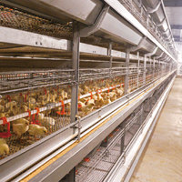 Système d'alimentation automatique de volaille de type H Cage de poulet de chair en acier pour l'élevage de volailles État neuf pour maison de couches