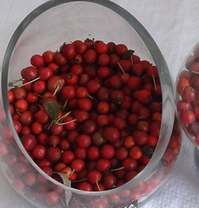 Frutos Secos Enteros de Ilex Cornuta <span class=keywords><strong>Lindl</strong></span> Ex Paxt, Recién Cosechados, Envasados al Vacío, para Té - Product Image 5