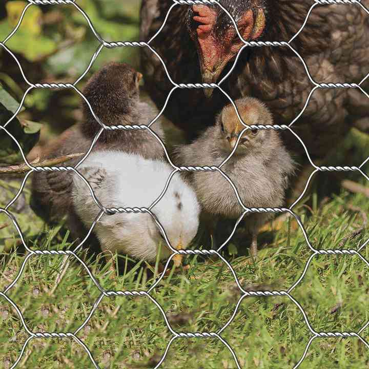 PVC coated square chicken coop hexagonal galvanized wire mesh bent wire mesh is used to enclose chickens ducks and other poultry