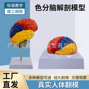Modelo cerebral, regiones cerebrales, tronco cerebral, cerebro, cerebelo, relación estructural, áreas funcionales del cerebro, anatomía, audición - Product Image 4