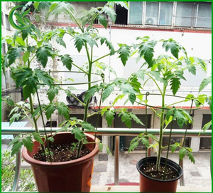 Venta al por mayor estacas de flores de acero soportes para plantas de alto rendimiento con revestimiento antideslizante EE. UU. Warehouae - Product Image 5