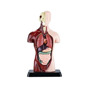 Modelo de órgano humano simulado con estructura esquelética, juguete educativo para niños de 7 a 14 años, herramienta de aprendizaje de ciencia Unisex - Product Image 1