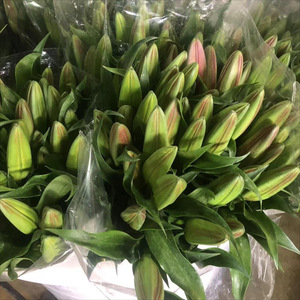 Lirios Rosados Frescos sin Pétalos, Venta <span class=keywords><strong>al</strong></span> por Mayor, Suministros para el Día de la Madre, Origen Directo Kunming Yunnan, Envío Directo Disponible - Product Image 2