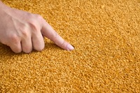 15mm Dicke Modulare Teppichfliesen Weiche Bio-Basierte Faser Anti-Fleck Rutschfeste Modulare Teppiche für Innenräume Kinderspielzimmer Haustierfreundlich