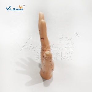 13cm tay mô hình châm cứu cho khoa học y tế ứng dụng mô hình châm cứu cơ thể con người - Product Image 4
