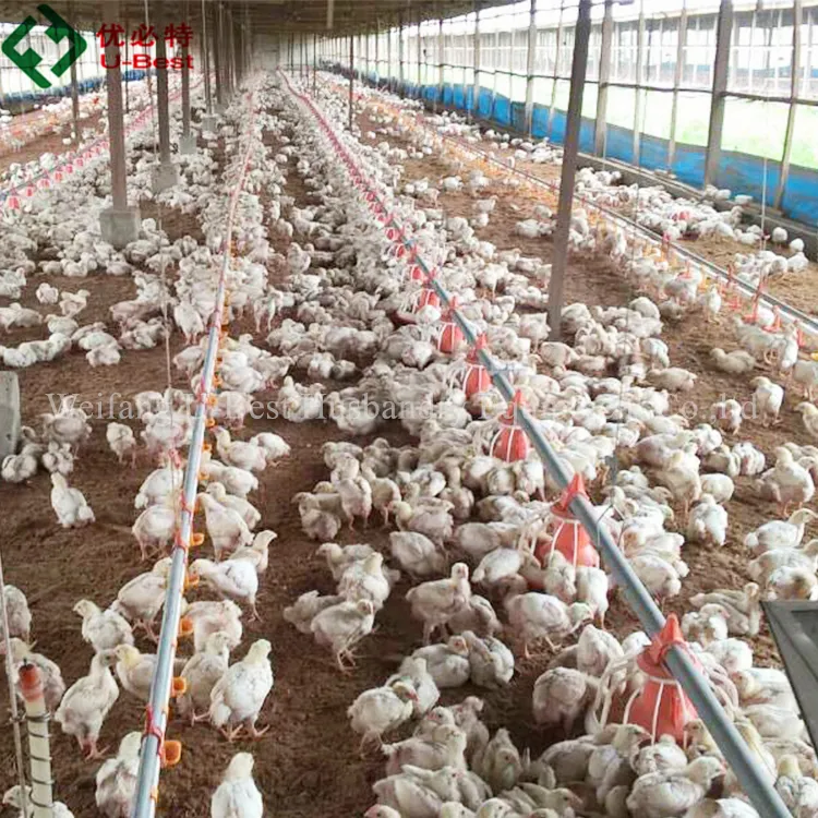 15000 tavuk otomatik tavuk çiftliği ekipmanları Broiler tarım için Pan besleme sistemi endonezya