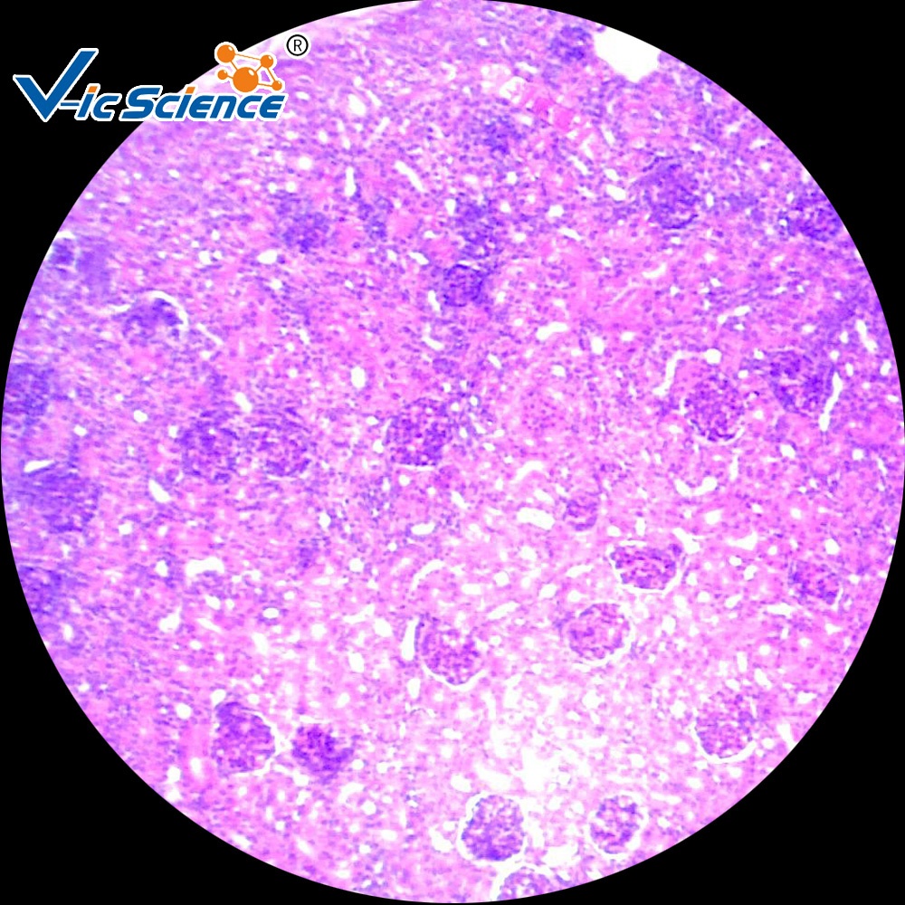 Школьное обучение изучение мочевой системы Гистология подготовленные слайды Гистология слайд