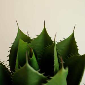 Plantas Decorativas para Jardín y Terraza, Árbol Artificial de Agave Verde, Adornos de Jardín, <span class=keywords><strong>Maguey</strong></span> Artificial, Árbol de Agave de Plástico - Product Image 2