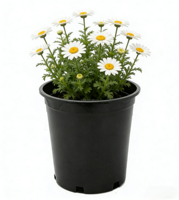 Pots de pépinière ronds en PP noir de 1 à 15 gallons avec trous de drainage, écologiques, durables, pour plantes d'intérieur/extérieur
