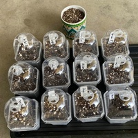 Conteneur de pot de jardinage en plastique durable pots de pépinière de plantes transparentes avec dôme d'humidité pour les semis légumes succulentes boutures