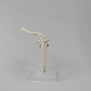 Modèle d'articulation de l'épaule personnalisé ; appareil de formation médicale sur le corps humain ; équipement pédagogique médical - Product Image 2