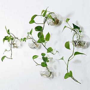 Vente en gros de jardinières murales, terrariums en verre, globes oblates, contenants pour plantes, pour la propagation hydroponique et la culture aérienne - Product Image 2