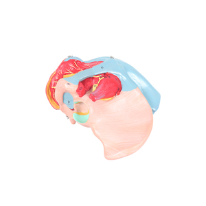نموذج تشريحي للحوض من كلوريد البولي فينيل لكبار السن من الإناث بما في ذلك الأعضاء التناسلية والأعصاب الوعائية للتدريب على العلوم الطبية في المدارس - Product Image 2