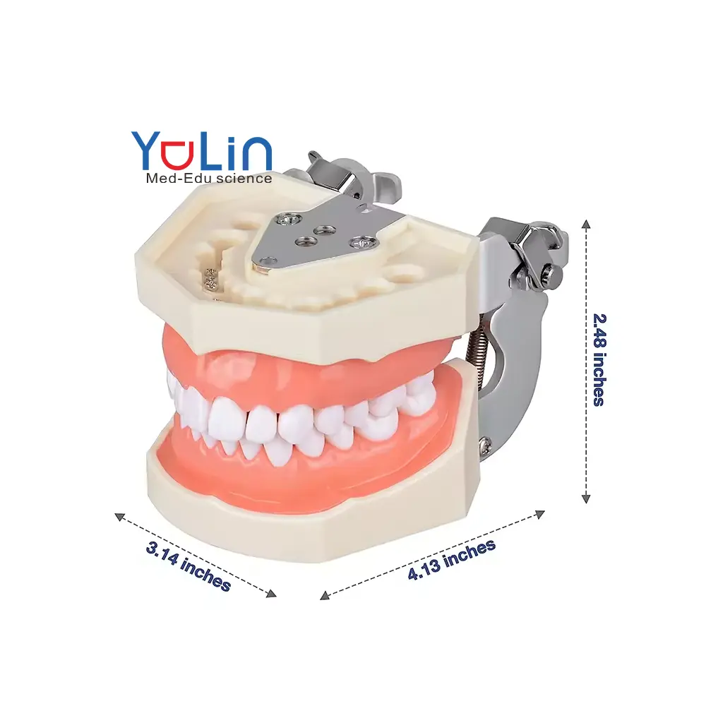 Model implan gigi untuk pendidikan pasien 4 kali, mahkota implan gigi dan Model jembatan untuk presentasi-merah muda
