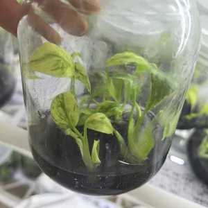 稀有龟背竹杂色组织培养植物 - 3-5厘米，实验室栽培，独特的收藏级叶材，经过植物认证 - Product Image 3
