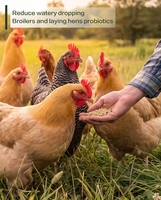 Probiotiques pour poulets de chair et poules pondeuses : Réduisent les excréments aqueux, l'inflammation intestinale et les odeurs (Poudre 10kg/sac)