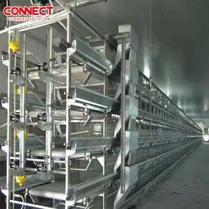 Machine de ligne d'alimentation automatique à grande échelle système de cages à poulet en batterie pour volailles et oiseaux - Product Image 5