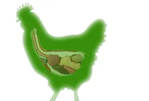 複合酵素添加物YD-LA（ブロイラー、鶏、アヒル、家禽用粉末）ISO認証取得、2年間の保存可能、1kgアルミ袋入り - Product Image 4