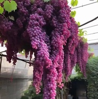 Seizoensgebonden fruit, verse hele dozen met verse druiven en ander fruit, groene en rode druiven, groothandelsvoorraad