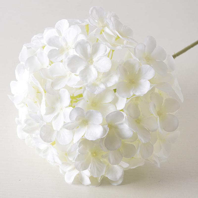 Hortensia sucette