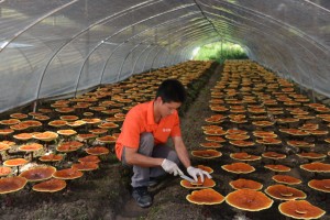 GANOHERB cina all'ingrosso OEM sottile miscela di tisana ingredienti naturali bustine di tè fornitura di fabbrica a prezzo competitivo - Product Image 6