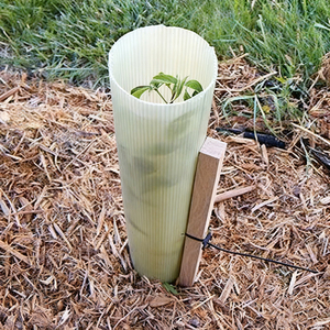 Venta al por mayor GF 2mm PP Tree Guard Tubos redondos Vid Protección de plantas Manga de plástico corrugado Suministros agrícolas - Product Image 4