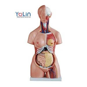 Torso humano intersexual de 85cm, 23 piezas, enseñanza médica, anatomía, torso humano