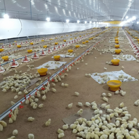 Compre nuevos comederos y bebederos automáticos para aves de corral, equipo eficiente para granjas de pollos que proporciona una alimentación óptima