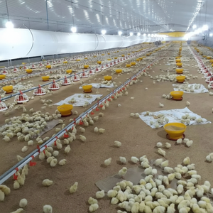 เครื่องให้อาหารไก่และผู้ดื่มอัตโนมัติอุปกรณ์ในฟาร์มไก่ที่มีประสิทธิภาพ - Product Image 1